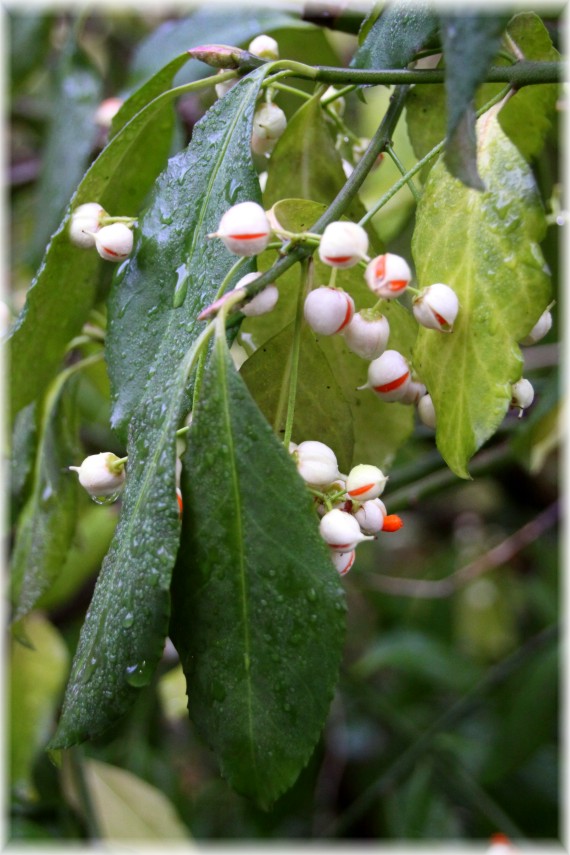 Trzmielina Fortune'a (Euonymus fortunei) var. radicans