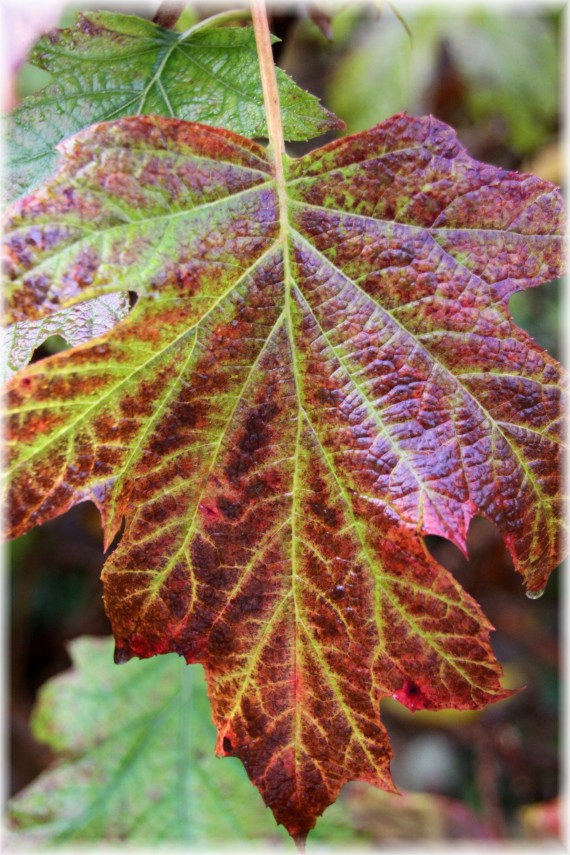 Hortensja dębolistna (Hydrangea quercifolia)