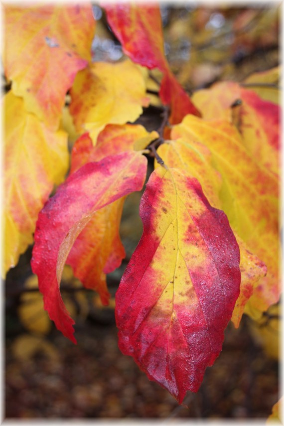 Parocja perska (Parrotia persica)