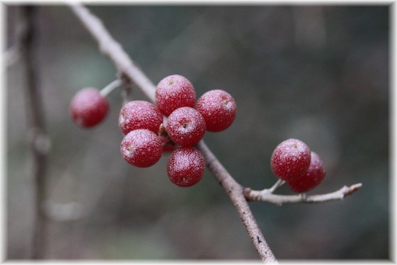 Oliwnik baldaszkowy (Elaeagnus umbellata)