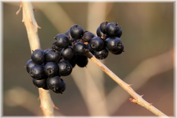 Kolcosił Henryego (Eleutherococcus henryi) 'Nana'