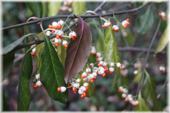 Trzmielina Fortunea (Euonymus fortunei var. radicans)