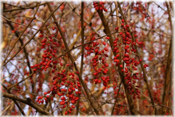 Berberys amurski (Berberis amurensis)