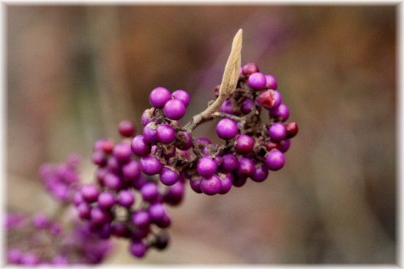 Pięknotka Bodiniera (Callicarpa bodinieri) 'Profusion'