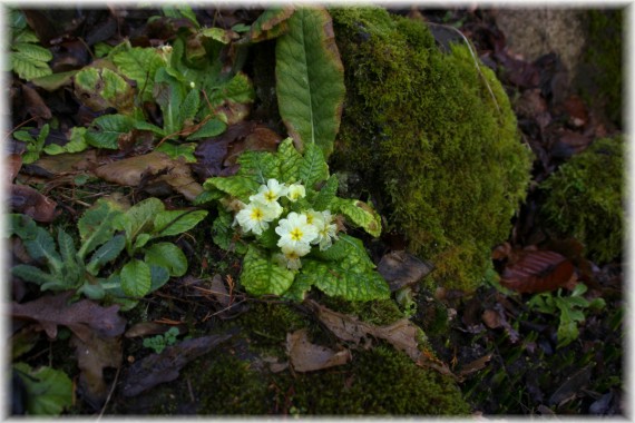 Pierwiosnek (Primula)