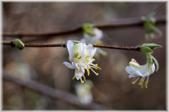 Suchodrzew Standisha (Lonicera standishii)