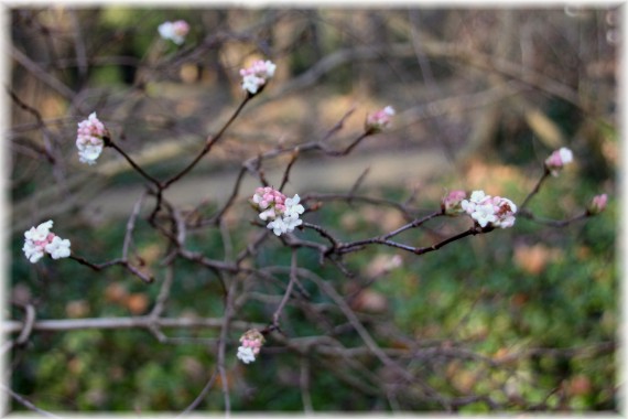 Kalina wonna (Viburnum farreri)