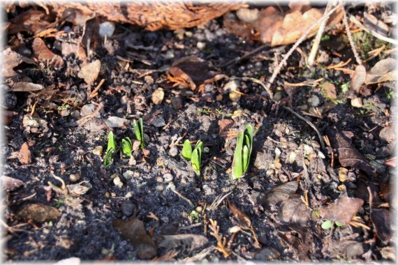 Śnieżyca wiosenna (Leucojum vernum)