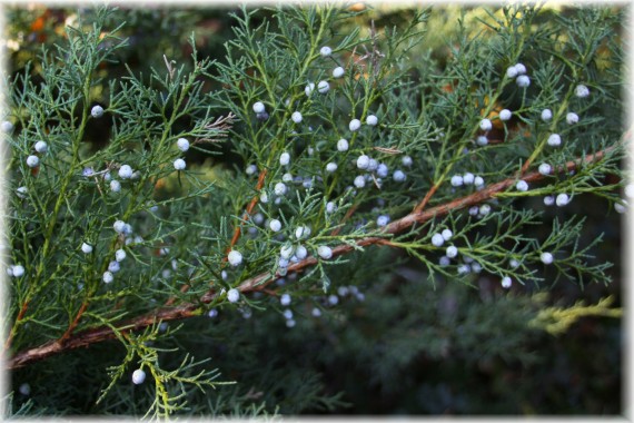 Jałowiec Pfitzera (Juniperus ×pfitzeriana)