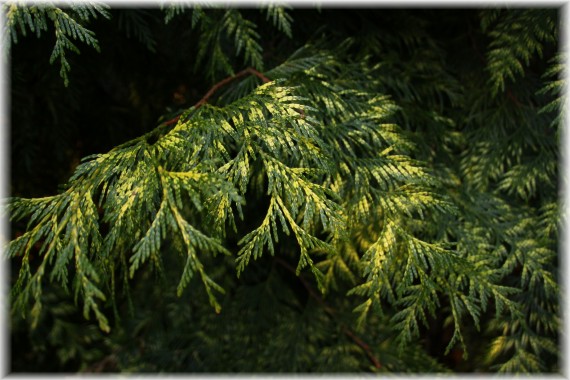 Żywotnik olbrzymi (Thuja plicata) 'Zebrina'