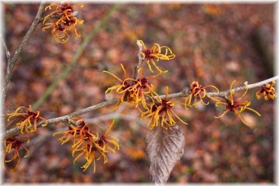 Oczar pośredni (Hamamelis ×intermedia) 'Jelena'