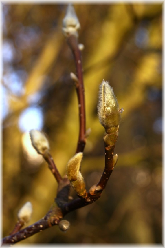 Magnolia pośrednia (Magnolia ×soulangeana)