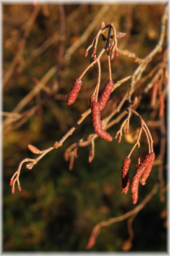 Olsza czarna (Alnus glutinosa)