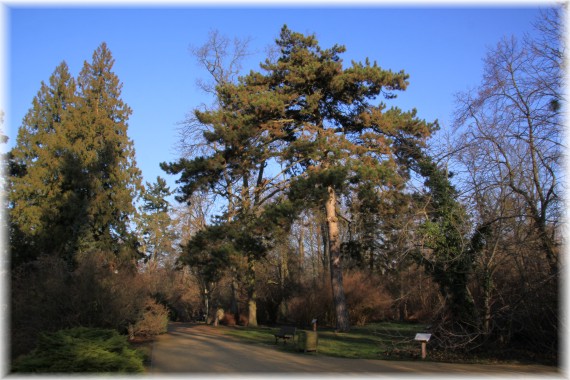 Sosna czarna (Pinus nigra)