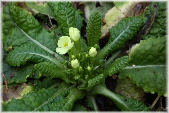 Pierwiosnek (Primula sp.)