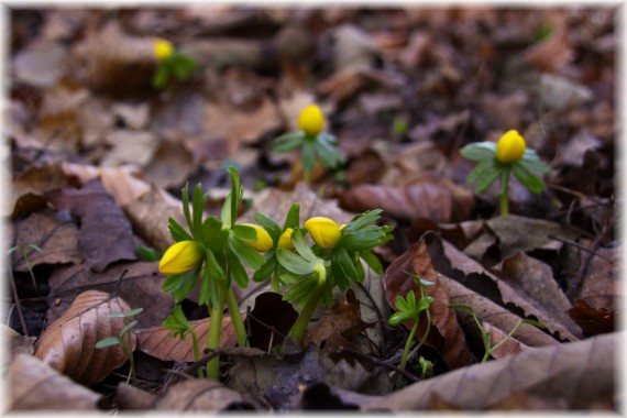 Rannik zimowy (Eranthis hyemalis)