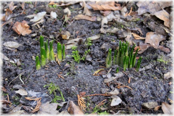 Śnieżyca wiosenna (Leucojum vernum)