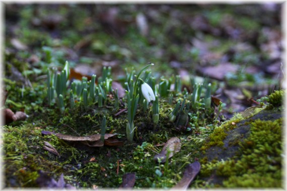 Śnieżyczka przebiśnieg (Galanthus nivalis)