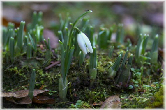 Śnieżyczka przebiśnieg (Galanthus nivalis)