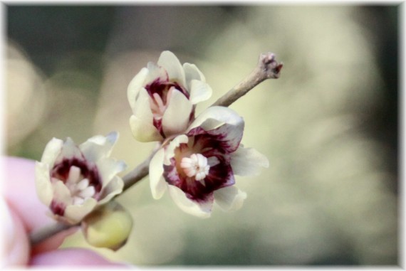 Zimokwiat wczesny (Chimonanthus praecox)