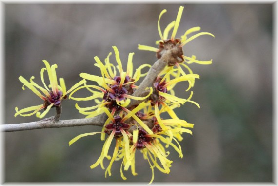 Oczar omszony (Hamamelis mollis)