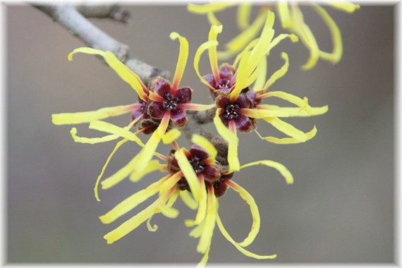 Oczar omszony (Hamamelis mollis)