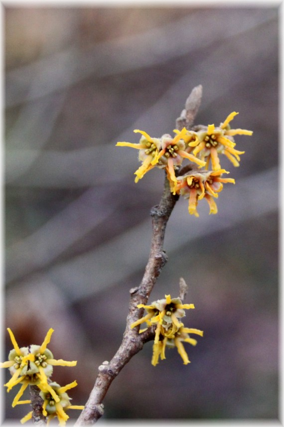 Oczar wiosenny (Hamamelis vernalis)