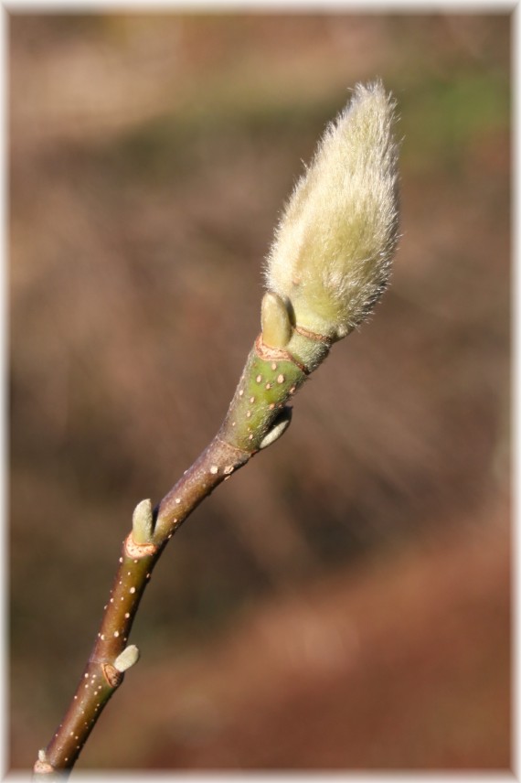 Pąki magnolii