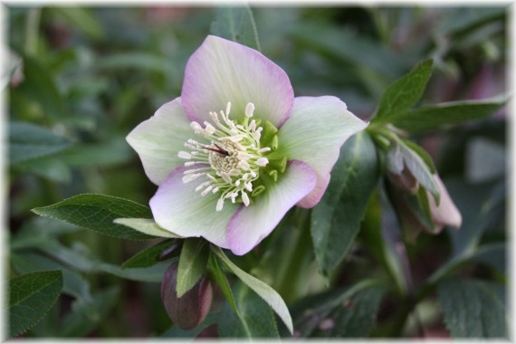 Ciemiernik (Helleborus sp.)