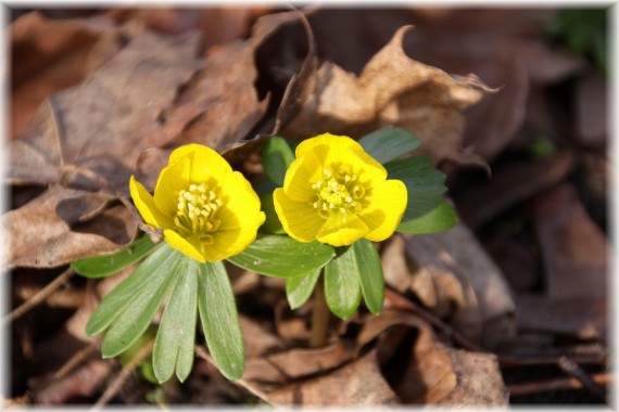 Rannik zimowy (Eranthis hyemalis)