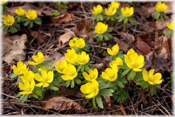 Rannik zimowy (Eranthis hyemalis)