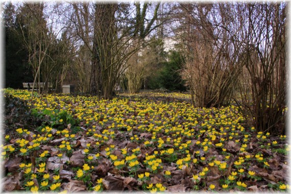 Rannik zimowy (Eranthis hyemalis)