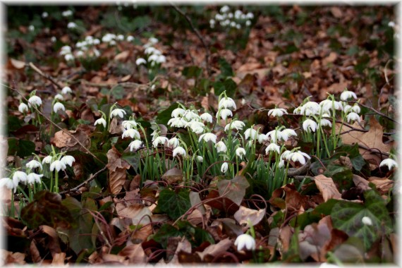 Śnieżyczka przebiśnieg (Galanthus nivalis)