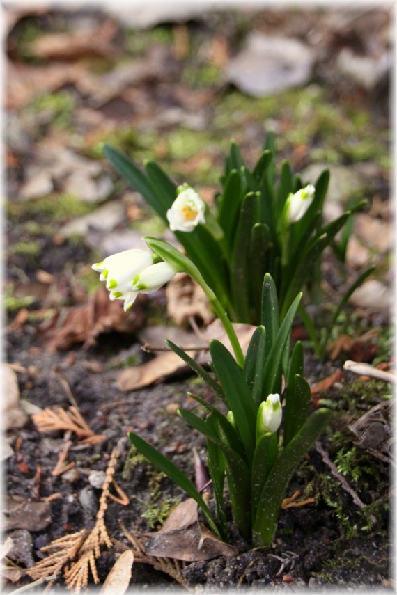 Śnieżyca wiosenna (Leucojum vernum)