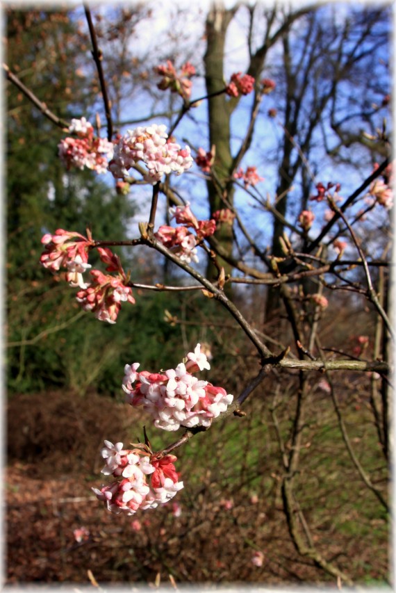 Kalina bodnantanska (Viburnum ×bodnantense) 'Dawn'