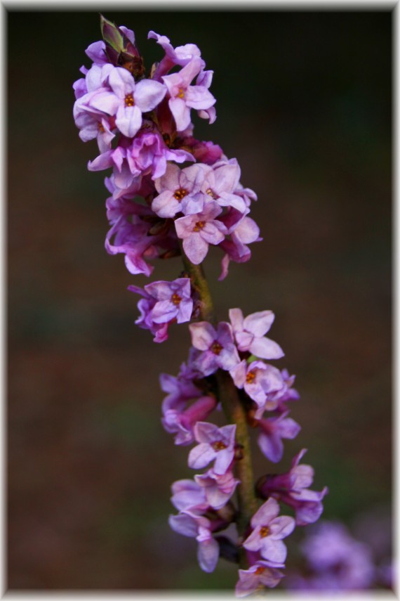 Wawrzynek wilczełyko (Daphne mezereum)