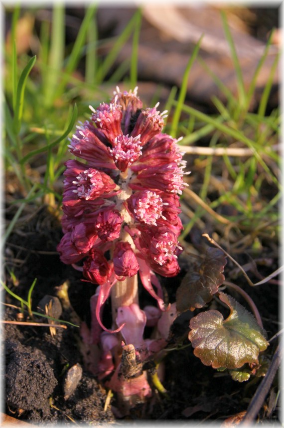 Lepiężnik różowy (Petasites hybridus)