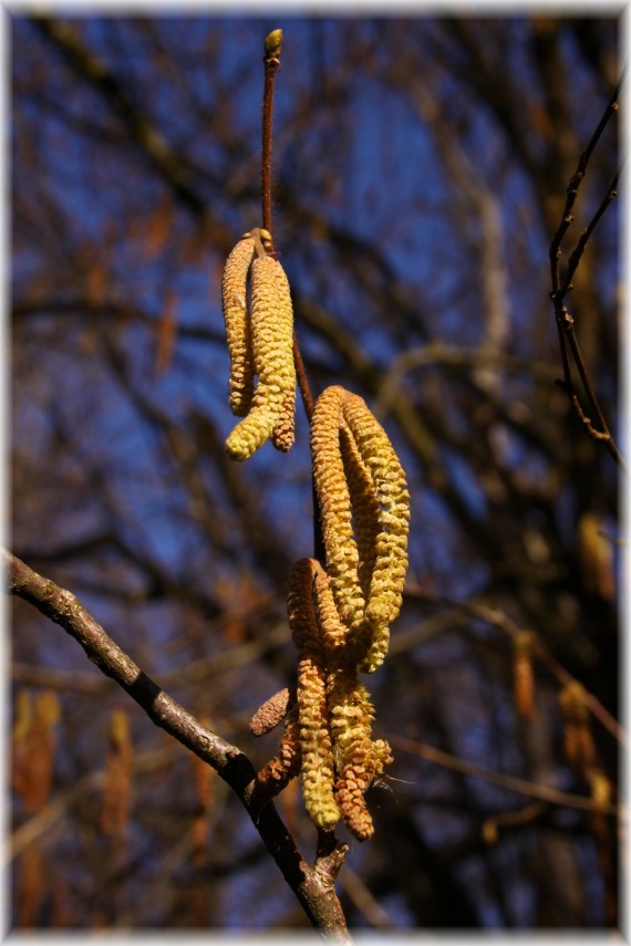 Leszczyna pospolita (Corylus avellana)