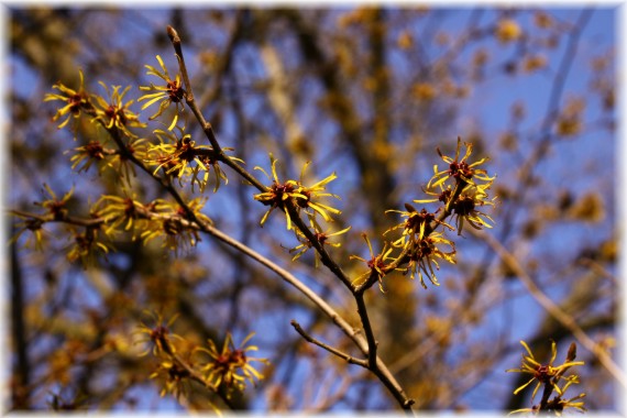 Oczar omszony (Hamamelis mollis)