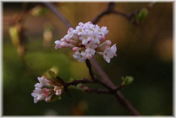 Kalina wonna (Viburnum farreri)