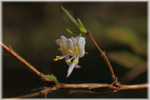 Suchodrzew Standisha (Lonicera standishii)