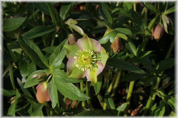 Ciemiernik (Helleborus sp.)