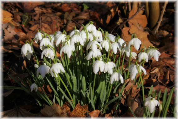 Śnieżyczka przebiśnieg (Galanthus nivalis) forma pełnokwiatowa