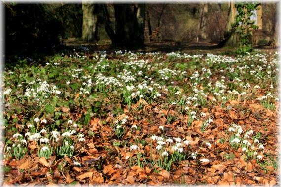 Śnieżyczka przebiśnieg (Galanthus nivalis) forma pełnokwiatowa