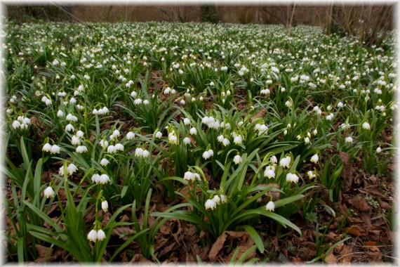 Śnieżyca wiosenna (Leucojum vernum)