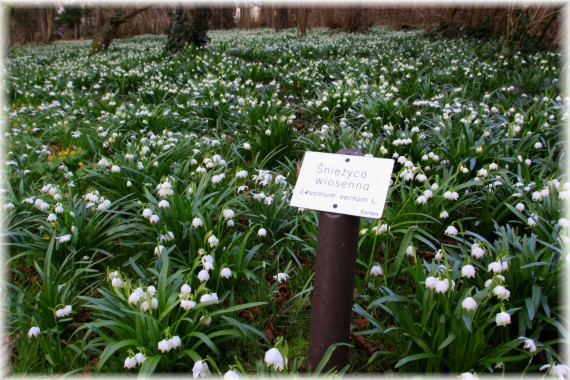 Śnieżyca wiosenna (Leucojum vernum)