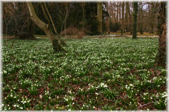 Śnieżyca wiosenna (Leucojum vernum)