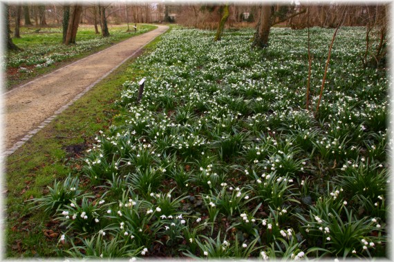 Śnieżyca wiosenna (Leucojum vernum)