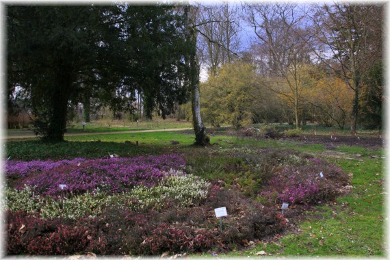 Wrzośce (Erica carnea)