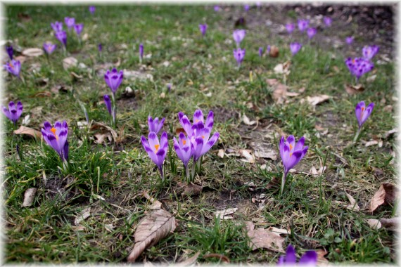 Krokus (Crocus sp)